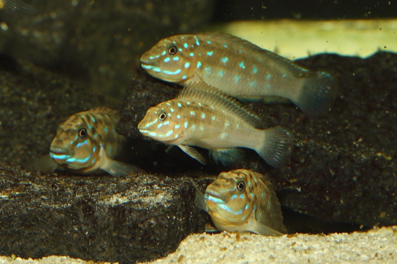 Spathodus marlieri 'Kagunga'